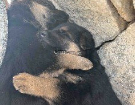 Καθαρόαιμα Γερμανικά Ποιμενικα German Shepherd Σκυλάκια 1Μηνός Πωλούνται 350€ - 1