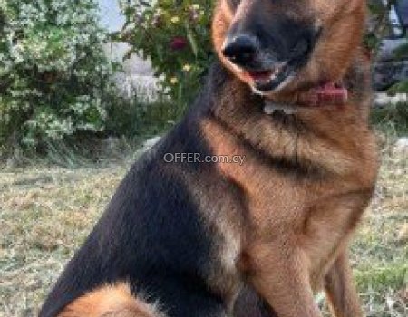 Καθαρόαιμα Γερμανικά Ποιμενικα Σκυλάκια 1Μηνός Πωλούνται 350€ Περιοχή Λεμεσός Τηλέφωνο 96449164 - 3