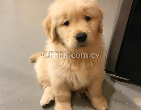 Male and Female Golden Retriever Puppies - 5