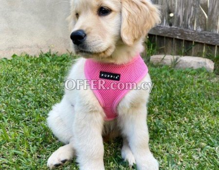 Male and Female Golden Retriever Puppies - 9