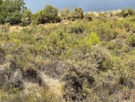 Land Parcel 5000 sm in Pera Pedi, Limassol - 2