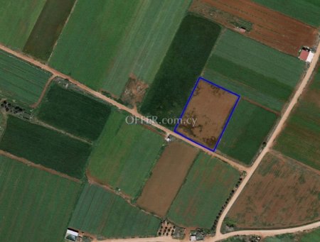Field in Ormidia - 1