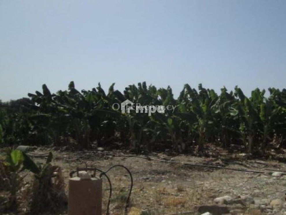 Banana Field In Kissonerga For Sale - 4