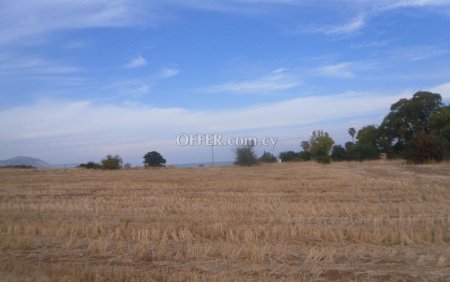 Field in Polis Chrysochous
