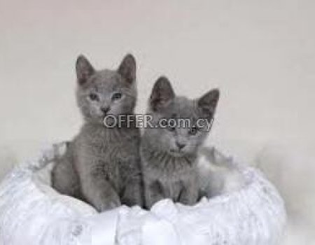 Adorable Russian Blue Kittens For Sale