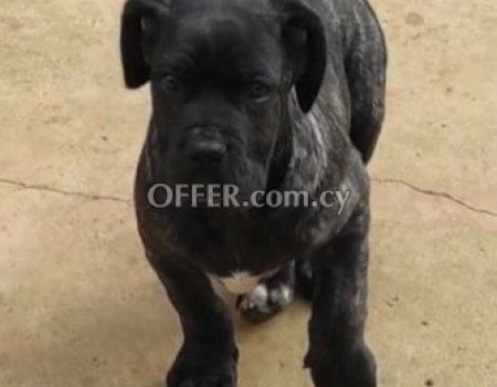 Cane corso puppies with pedigree