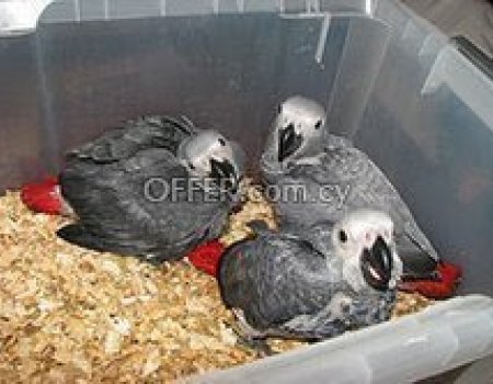 congo african grey parrot for 150€