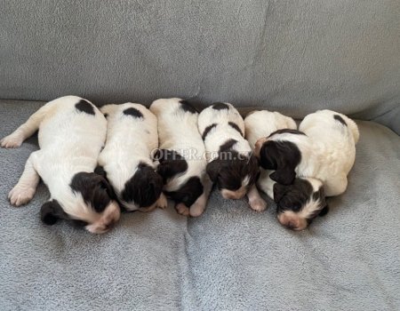 For Sale Springer Spaniel puppies