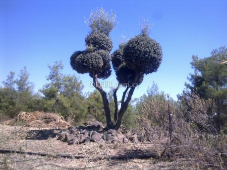 AGRICULTURAL LAND OF 13713 SQ.M. IN SIA NICOSIA. - 1