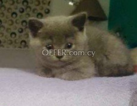 British and skottish kittens for sale
