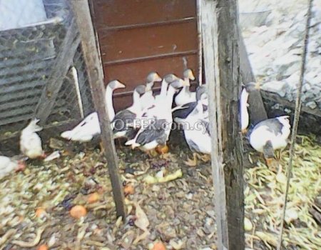 Πωλουνται χηνες προς €10 την μια / Goose for sale
