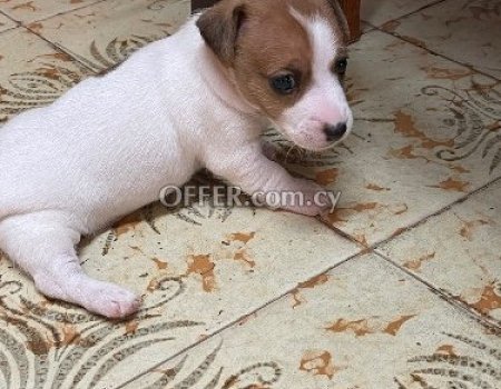 Pure breed Jack Russell Terrier short hair short leg!!????????