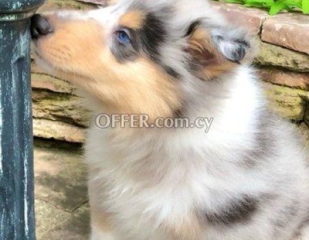 Beautiful Rough collie puppy for sale.