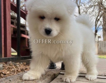 Beautiful  samoyed puppy for sale