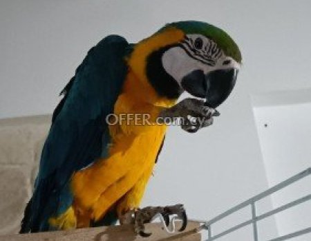 Πωλείται Blue and Yellow macaw 10 μηνών