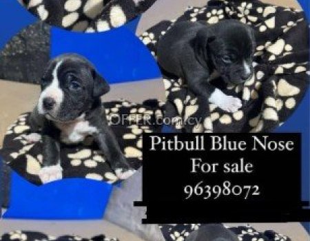 Πωλούνται pitbull blue nose puppy black nose