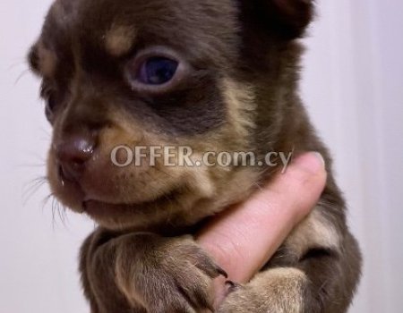 Chihuahua