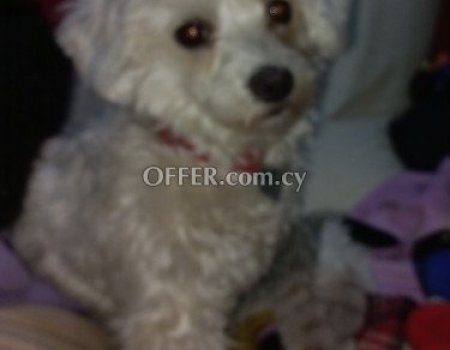 For sale female Maltese, fully trained, with passport.