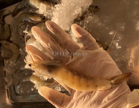 Fresh Shrimp from Cyprus Farm