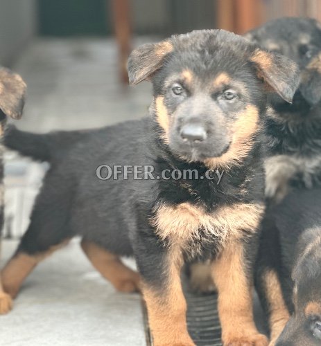 German Shepherd puppies - 9