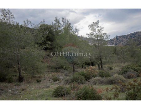 Amazing Forest Land of 24,415sqm in Foinikaria - 3