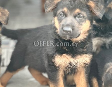 German Shepherd puppies - 9