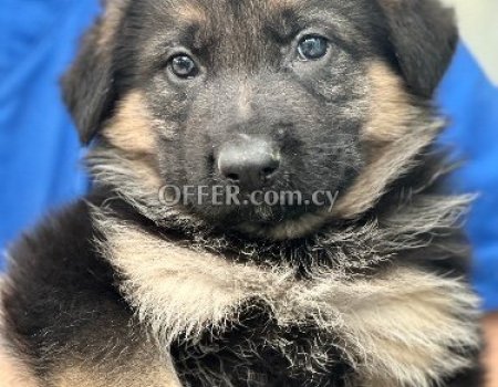 German Shepherd puppies - 4