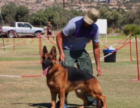 German Shepherd puppies - 2