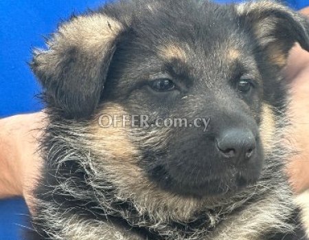 German Shepherd puppies - 5