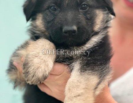 German Shepherd puppies - 7