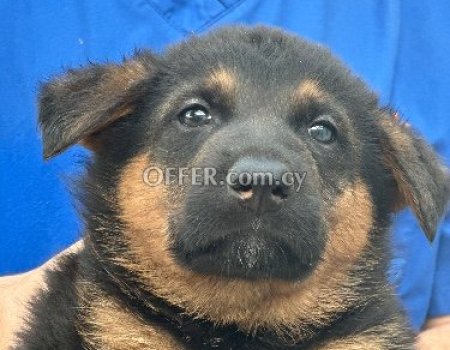 German Shepherd puppies - 8