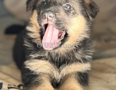 German Shepherd puppies - 3