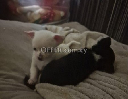 2 αγοράκια mini chihuahua