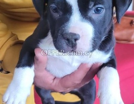Pitbull
