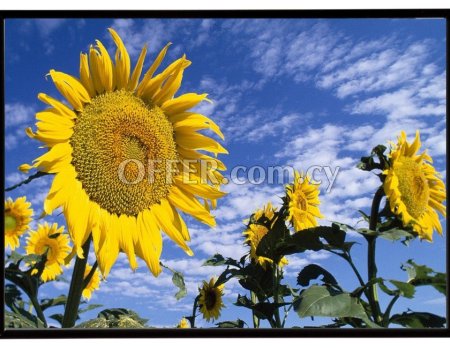 Beautiful Sunflowers in the field - Πανέμορφα ηλιοτρόπια στο αγρό