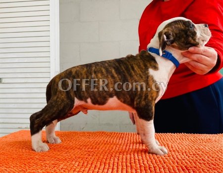 American Staffordshire terrier with pedigree.