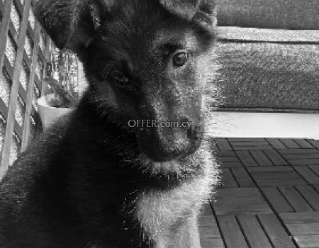 Γερμανικος ποιμενικος /german shepherd