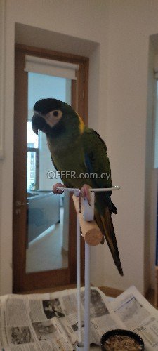 Lost yellow collar macaw - 1