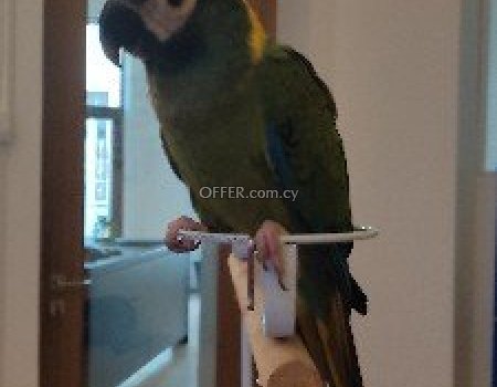 Lost yellow collar macaw - 1