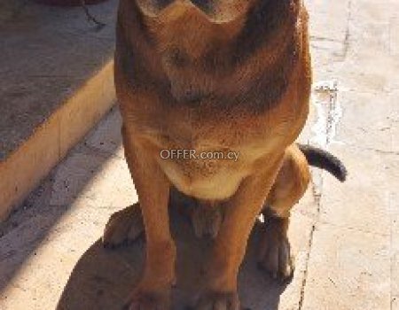clever and very cute puppies - 5