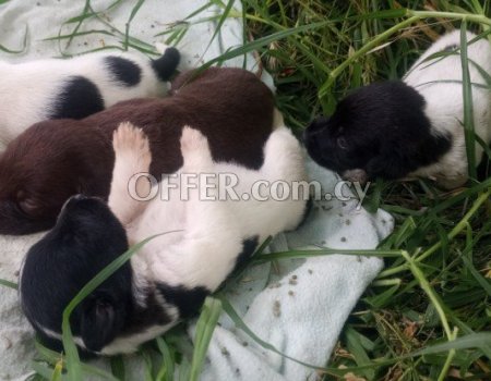clever and very cute puppies - 2