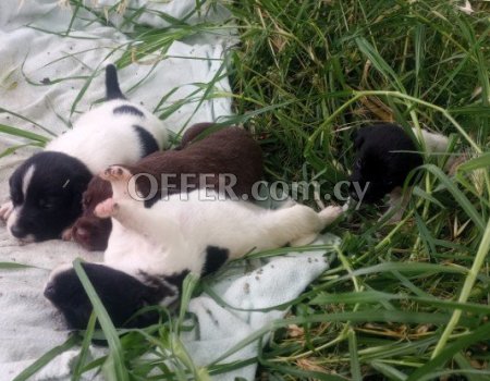 clever and very cute puppies - 3