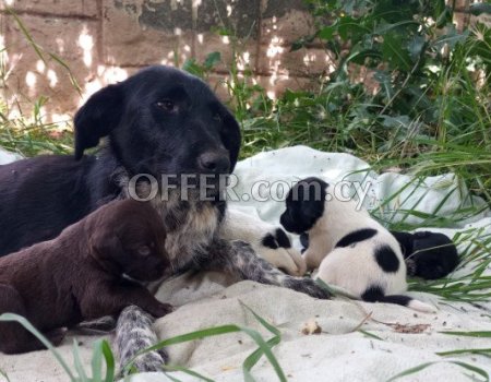 clever and very cute puppies - 1