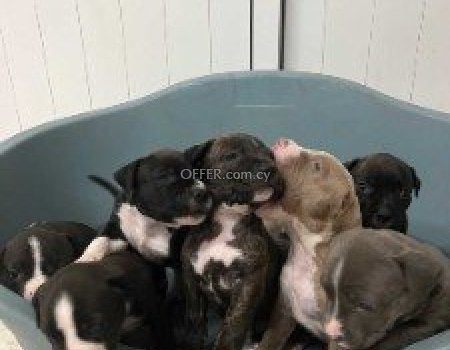 English Staffordshire bull terrier puppies