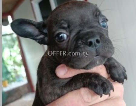 French bulldog for fast sale
