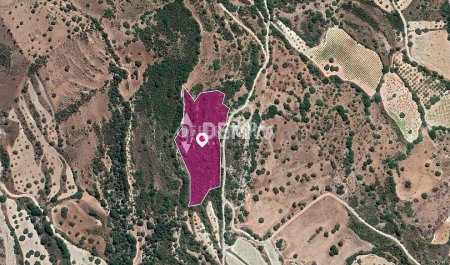 Agricultural Land For Sale in Choulou, Paphos - DP3333 - 3