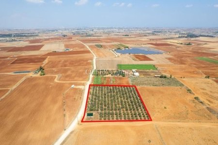 Agricultural field in Avgorou