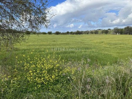Field for sale in Anarita, Paphos - 6
