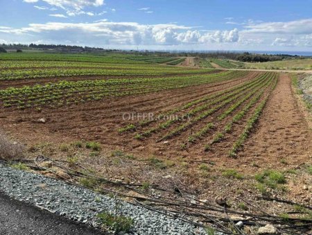 Field for sale in Anarita, Paphos - 3