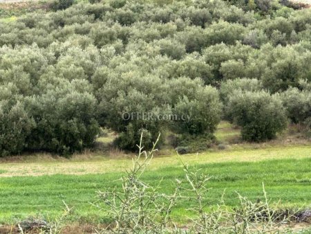Field for sale in Nikokleia, Paphos - 3
